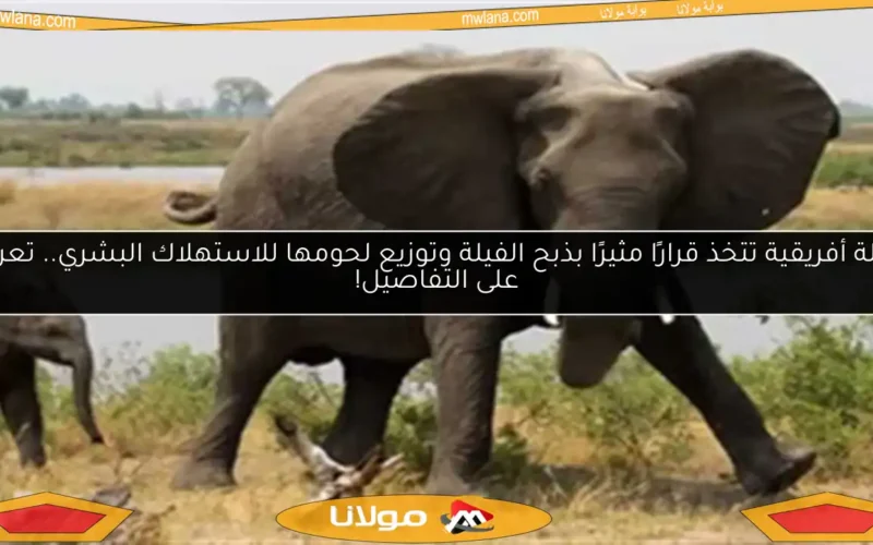 دولة أفريقية تتخذ قرارًا مثيرًا بذبح الفيلة وتوزيع لحومها للاستهلاك البشري.. تعرف على التفاصيل!