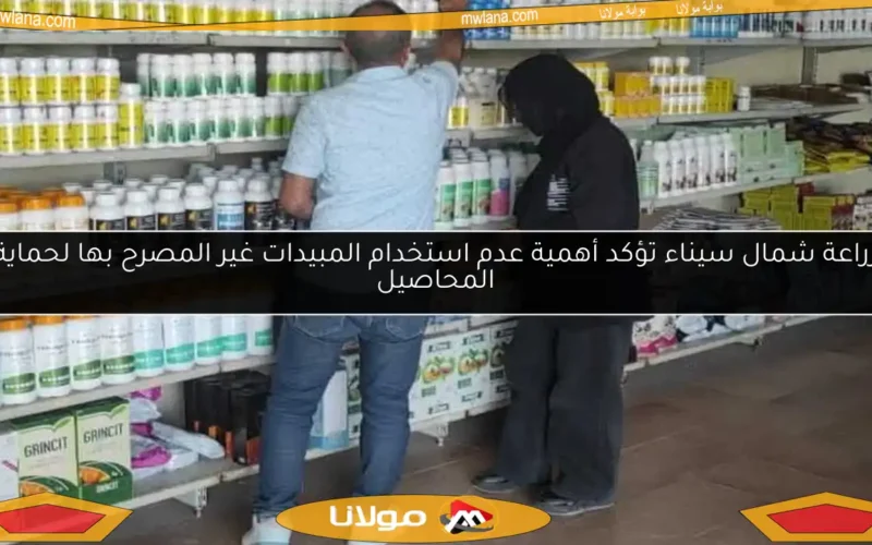 زراعة شمال سيناء تؤكد أهمية عدم استخدام المبيدات غير المصرح بها لحماية المحاصيل