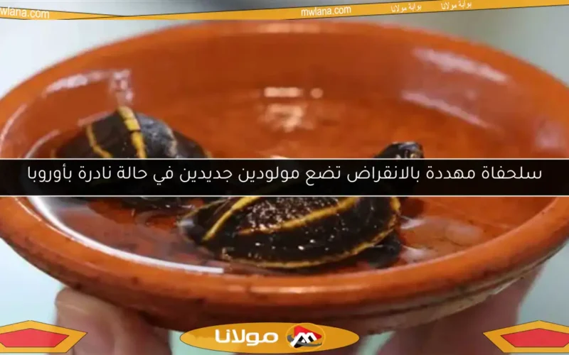 سلحفاة مهددة بالانقراض تضع مولودين جديدين في حالة نادرة بأوروبا