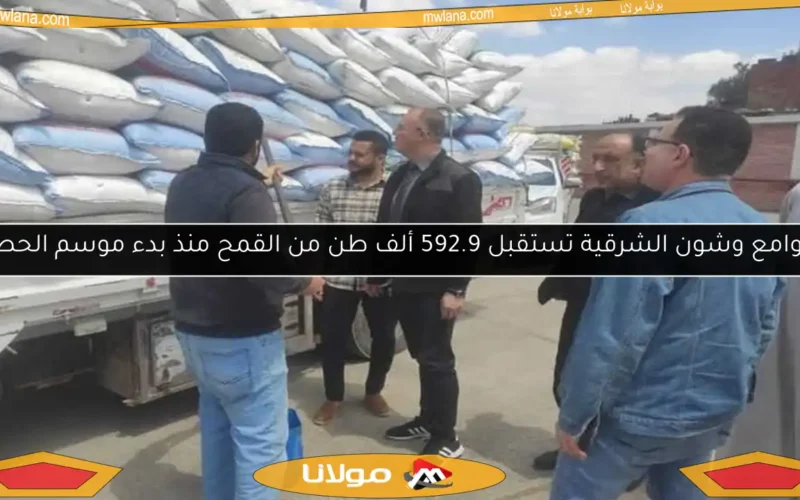 صوامع وشون الشرقية تستقبل 592.9 ألف طن من القمح منذ بدء موسم الحصاد