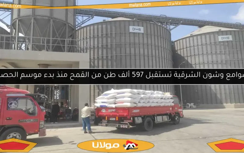 صوامع وشون الشرقية تستقبل 597 ألف طن من القمح منذ بدء موسم الحصاد