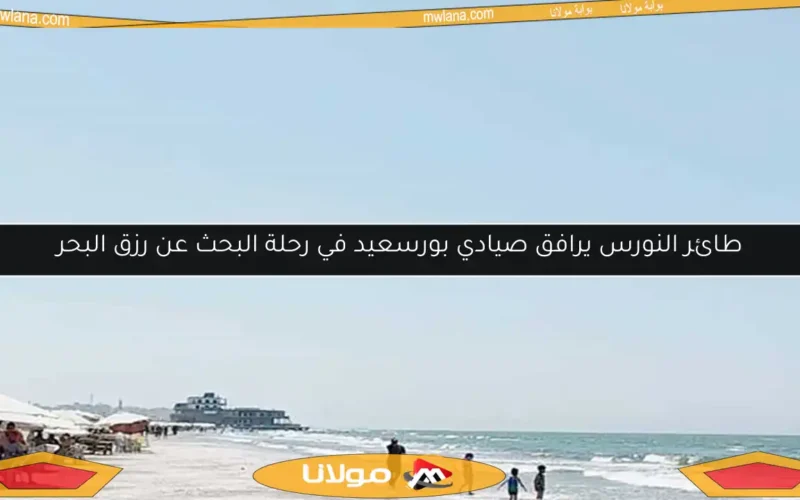 طائر النورس يرافق صيادي بورسعيد في رحلة البحث عن رزق البحر