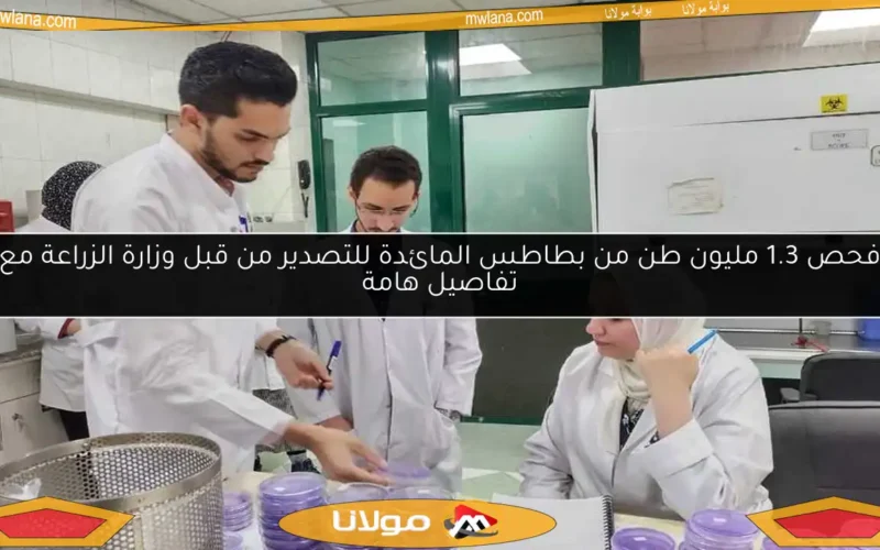 فحص 1.3 مليون طن من بطاطس المائدة للتصدير من قبل وزارة الزراعة مع تفاصيل هامة