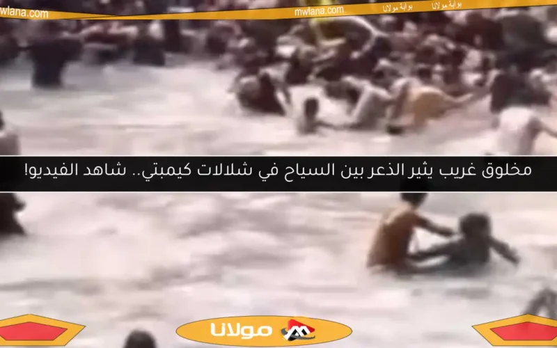 مخلوق غريب يثير الذعر بين السياح في شلالات كيمبتي.. شاهد الفيديو!