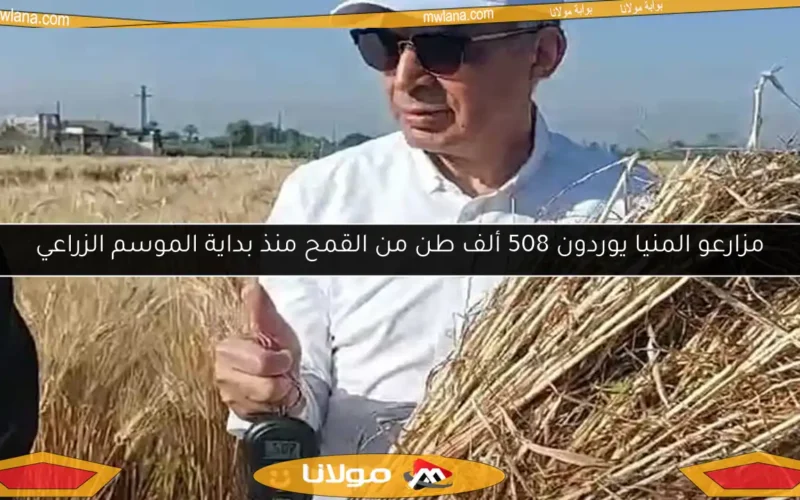 مزارعو المنيا يوردون 508 ألف طن من القمح منذ بداية الموسم الزراعي