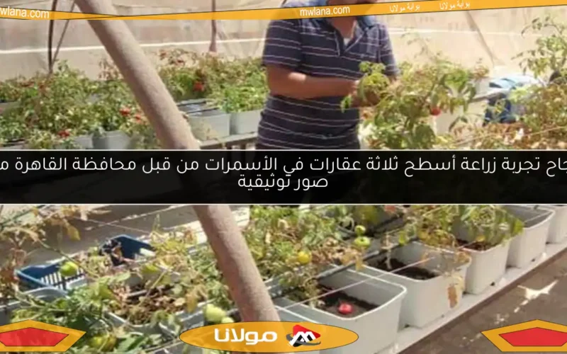 نجاح تجربة زراعة أسطح ثلاثة عقارات في الأسمرات من قبل محافظة القاهرة مع صور توثيقية