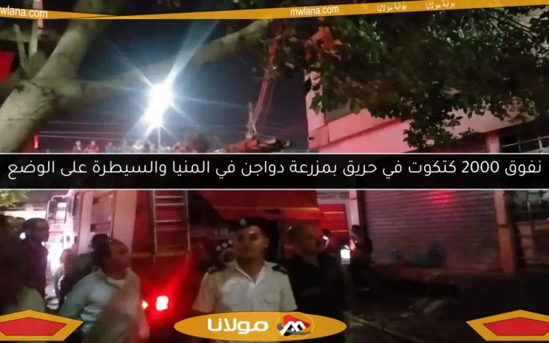 نفوق 2000 كتكوت في حريق بمزرعة دواجن في المنيا والسيطرة على الوضع