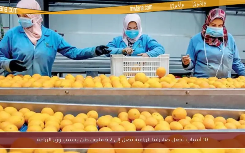10 أسباب تجعل صادراتنا الزراعية تصل إلى 6.2 مليون طن بحسب وزير الزراعة