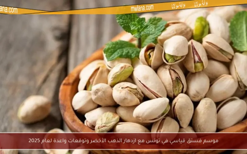 موسم فستق قياسي في تونس مع ازدهار الذهب الأخضر وتوقعات واعدة لعام 2025