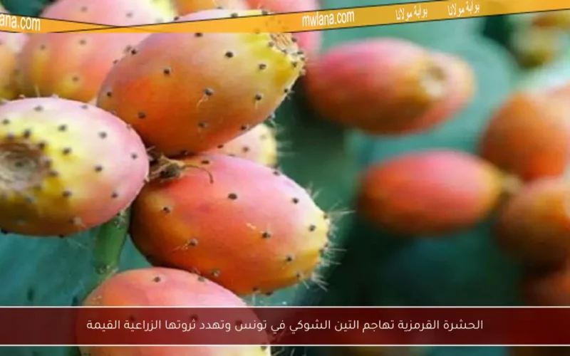 الحشرة القرمزية تهاجم التين الشوكي في تونس وتهدد ثروتها الزراعية القيمة