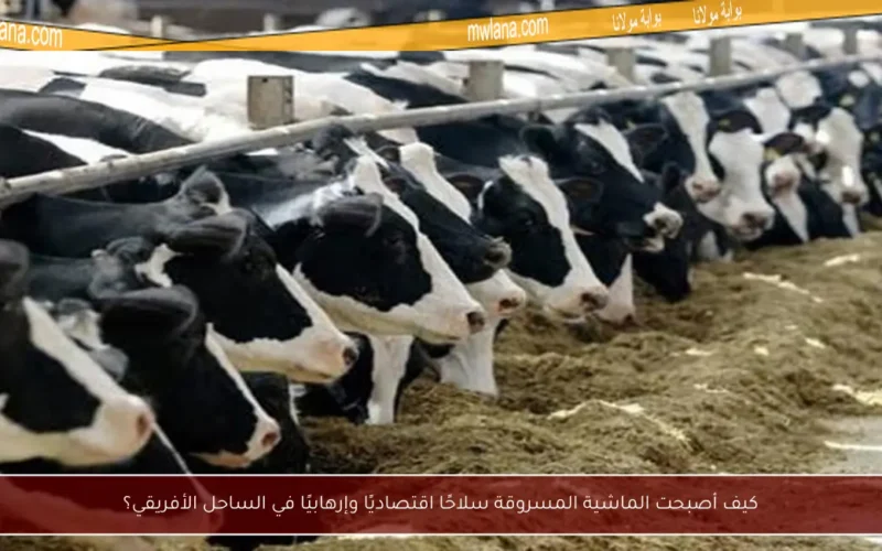 كيف أصبحت الماشية المسروقة سلاحًا اقتصاديًا وإرهابيًا في الساحل الأفريقي؟