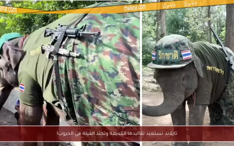 تايلاند تستعيد تقاليدها القديمة وتجند الفيلة في الحروب!