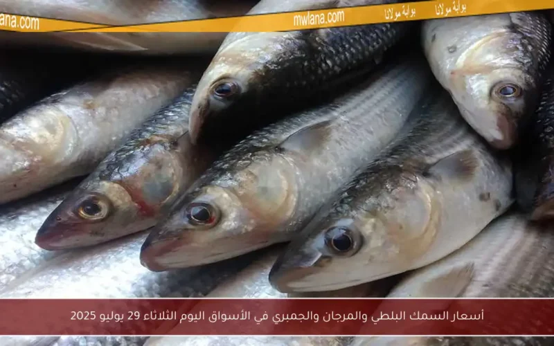 أسعار السمك البلطي والمرجان والجمبري في الأسواق اليوم الثلاثاء 29 يوليو 2025