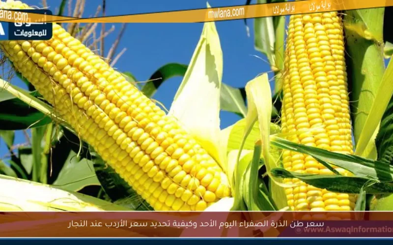 سعر طن الذرة الصفراء اليوم الأحد وكيفية تحديد سعر الأردب عند التجار