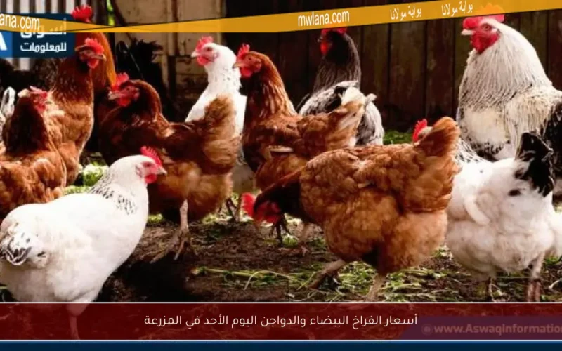 أسعار الفراخ البيضاء والدواجن اليوم الأحد في المزرعة