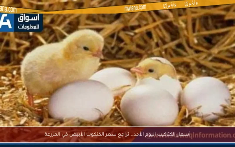 أسعار الكتاكيت اليوم الأحد.. تراجع سعر الكتكوت الأبيض في المزرعة