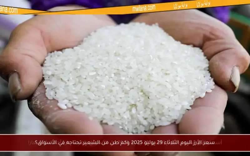 سعر الأرز اليوم الثلاثاء 29 يوليو 2025 وكم طن من الشعير تحتاجه في الأسواق؟