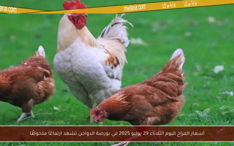 أسعار الفراخ اليوم الثلاثاء 29 يوليو 2025 في بورصة الدواجن تشهد ارتفاعًا ملحوظًا