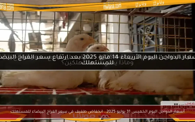 أسعار الدواجن اليوم الخميس 31 يوليو 2025.. انخفاض طفيف في سعر الفراخ البيضاء للمستهلك