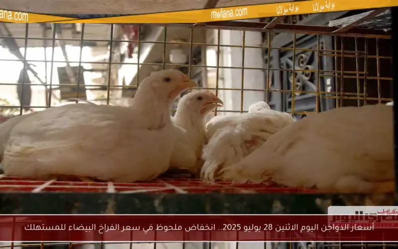 أسعار الدواجن اليوم الاثنين 28 يوليو 2025.. انخفاض ملحوظ في سعر الفراخ البيضاء للمستهلك