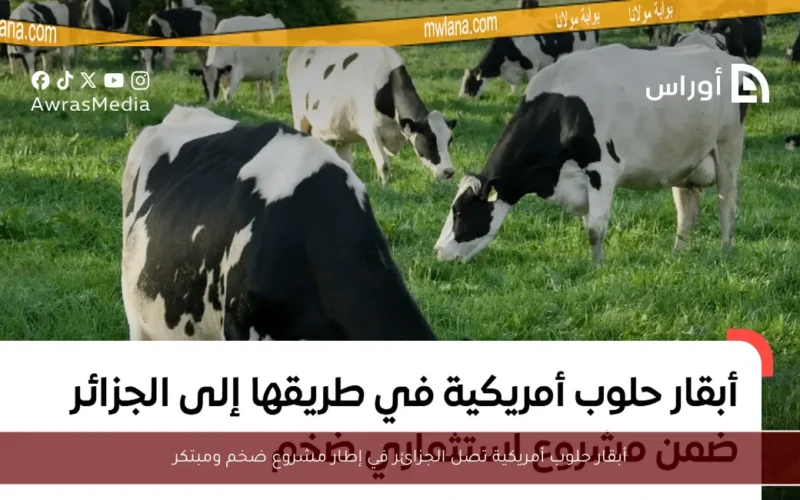 أبقار حلوب أمريكية تصل الجزائر في إطار مشروع ضخم ومبتكر