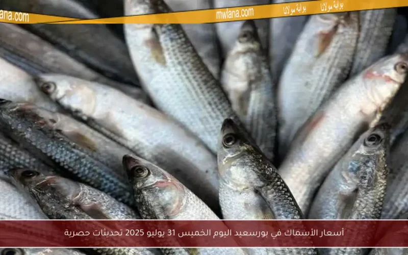 أسعار الأسماك في بورسعيد اليوم الخميس 31 يوليو 2025 تحديثات حصرية