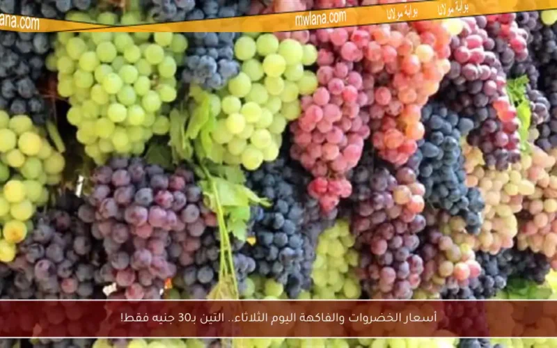 أسعار الخضروات والفاكهة اليوم الثلاثاء.. التين بـ30 جنيه فقط!