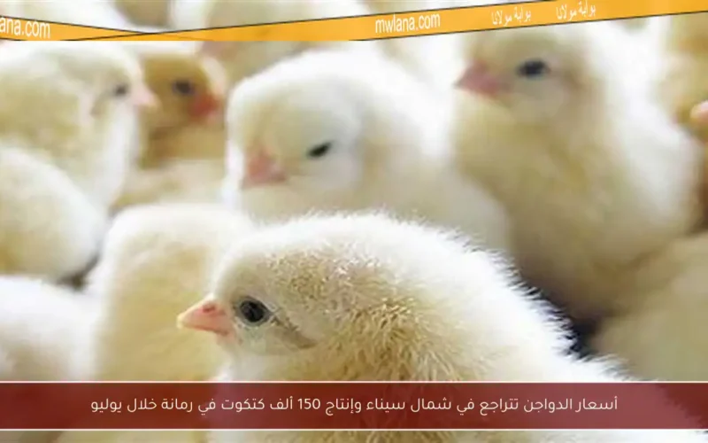 أسعار الدواجن تتراجع في شمال سيناء وإنتاج 150 ألف كتكوت في رمانة خلال يوليو