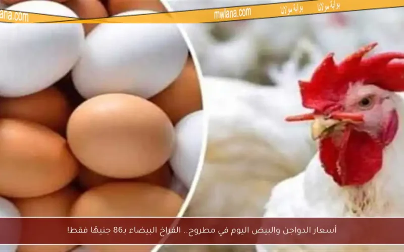 أسعار الدواجن والبيض اليوم في مطروح.. الفراخ البيضاء بـ86 جنيهًا فقط!