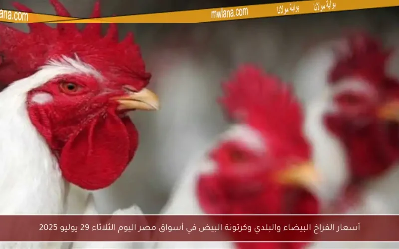 أسعار الفراخ البيضاء والبلدي وكرتونة البيض في أسواق مصر اليوم الثلاثاء 29 يوليو 2025