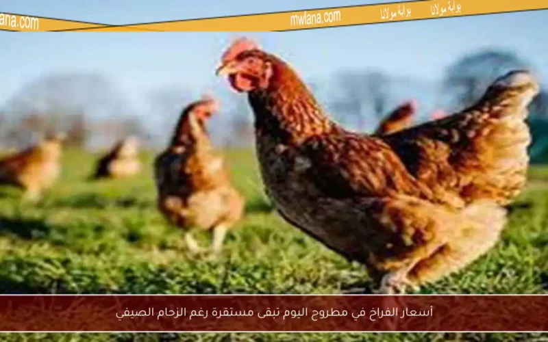 أسعار الفراخ في مطروح اليوم تبقى مستقرة رغم الزحام الصيفي