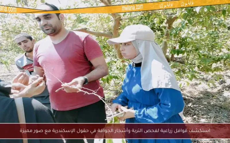 استكشف قوافل زراعية لفحص التربة وأشجار الجوافة في حقول الإسكندرية مع صور مميزة