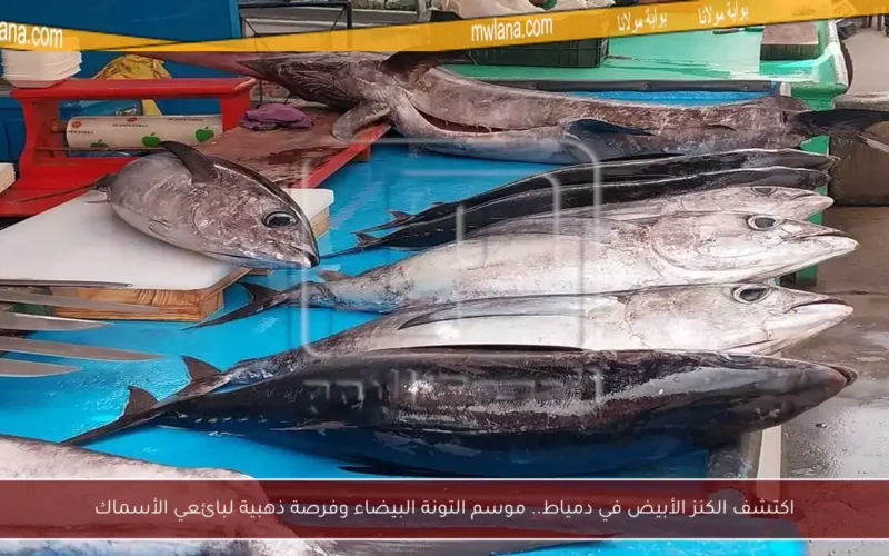 اكتشف الكنز الأبيض في دمياط.. موسم التونة البيضاء وفرصة ذهبية لبائعي الأسماك