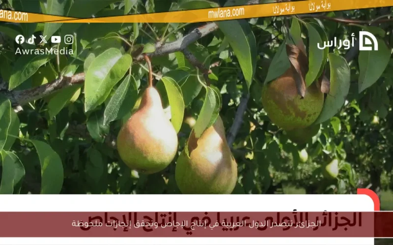 الجزائر تتصدر الدول العربية في إنتاج الإجاص وتحقق إنجازات ملحوظة