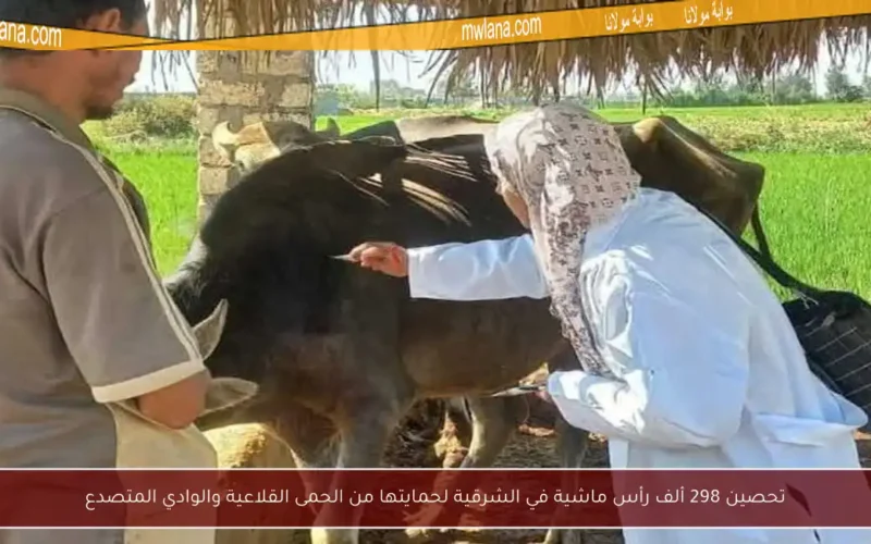 تحصين 298 ألف رأس ماشية في الشرقية لحمايتها من الحمى القلاعية والوادي المتصدع