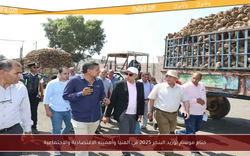 ختام موسم توريد البنجر 2025 في المنيا وأهميته الاقتصادية والاجتماعية