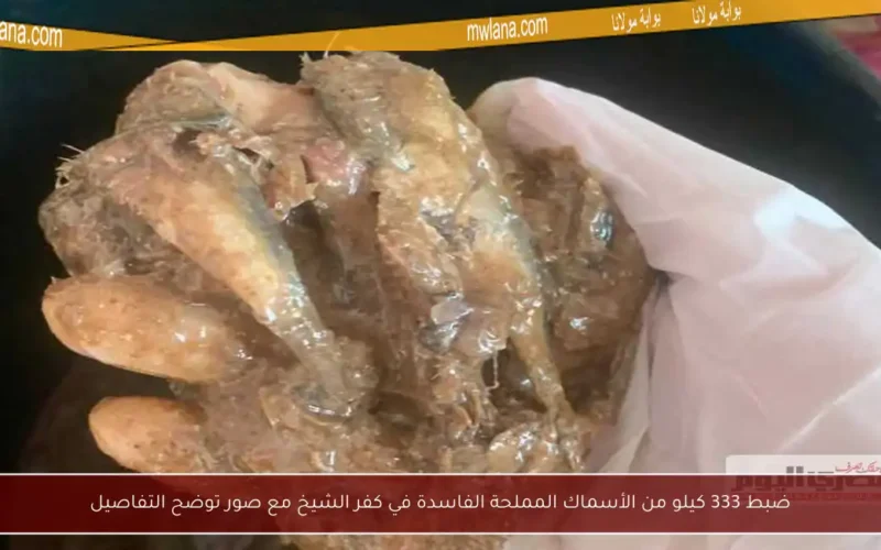 ضبط 333 كيلو من الأسماك المملحة الفاسدة في كفر الشيخ مع صور توضح التفاصيل