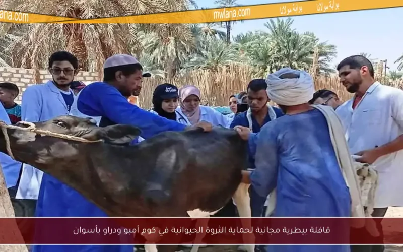 قافلة بيطرية مجانية لحماية الثروة الحيوانية في كوم أمبو ودراو بأسوان