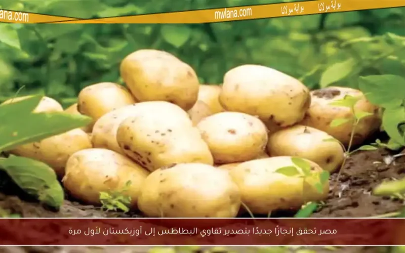 مصر تحقق إنجازًا جديدًا بتصدير تقاوي البطاطس إلى أوزبكستان لأول مرة