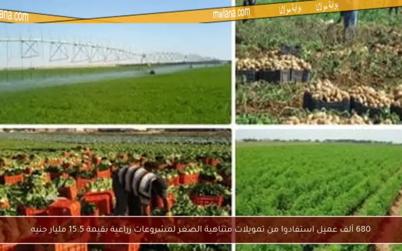 680 ألف عميل استفادوا من تمويلات متناهية الصغر لمشروعات زراعية بقيمة 15.5 مليار جنيه