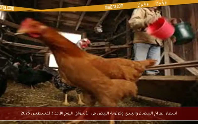 أسعار الفراخ البيضاء والبلدي وكرتونة البيض في الأسواق اليوم الأحد 3 أغسطس 2025