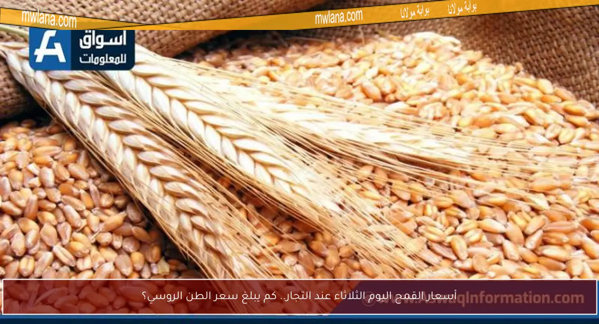 أسعار القمح اليوم الثلاثاء عند التجار.. كم يبلغ سعر الطن الروسي؟