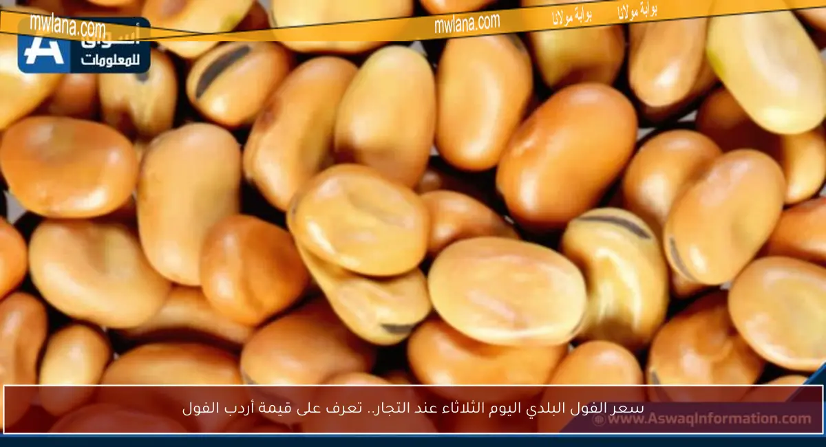 سعر الفول البلدي اليوم الثلاثاء عند التجار.. تعرف على قيمة أردب الفول