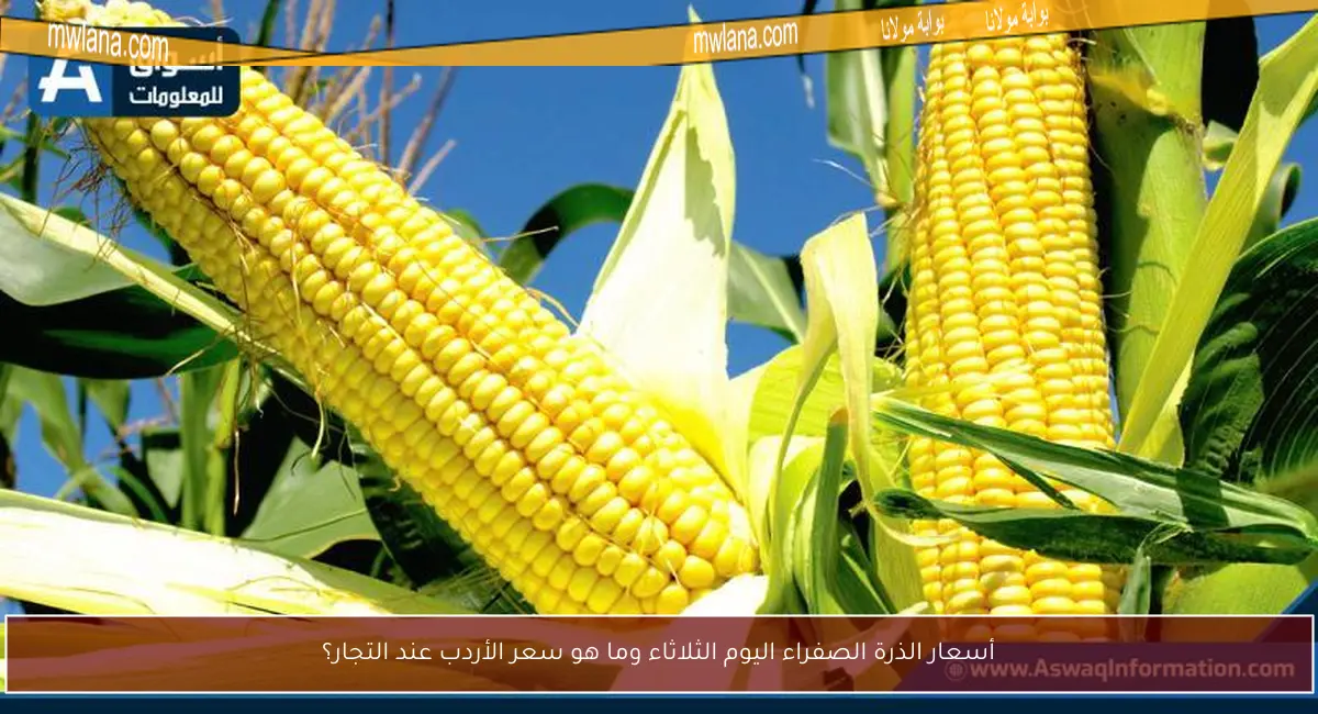 أسعار الذرة الصفراء اليوم الثلاثاء وما هو سعر الأردب عند التجار؟