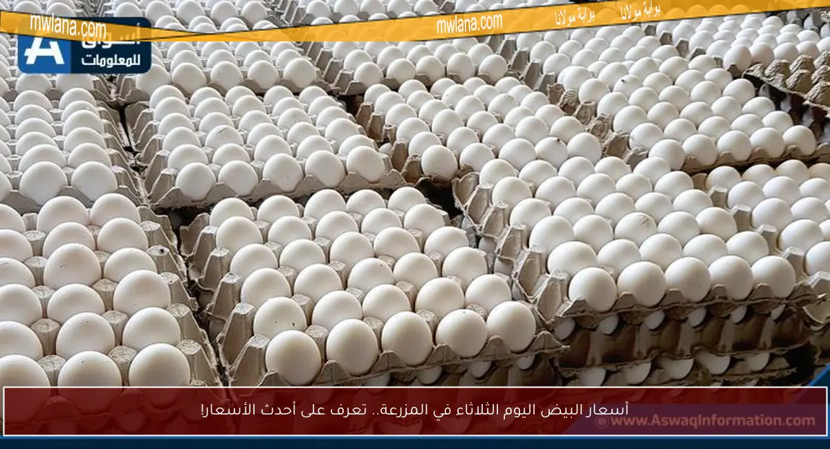 أسعار البيض اليوم الثلاثاء في المزرعة.. تعرف على أحدث الأسعار!