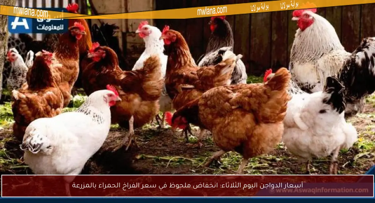أسعار الدواجن اليوم الثلاثاء: انخفاض ملحوظ في سعر الفراخ الحمراء بالمزرعة