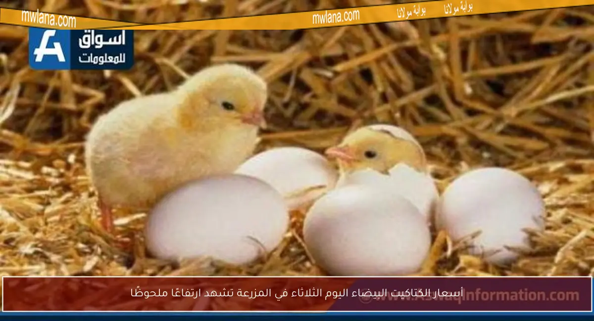 أسعار الكتاكيت البيضاء اليوم الثلاثاء في المزرعة تشهد ارتفاعًا ملحوظًا