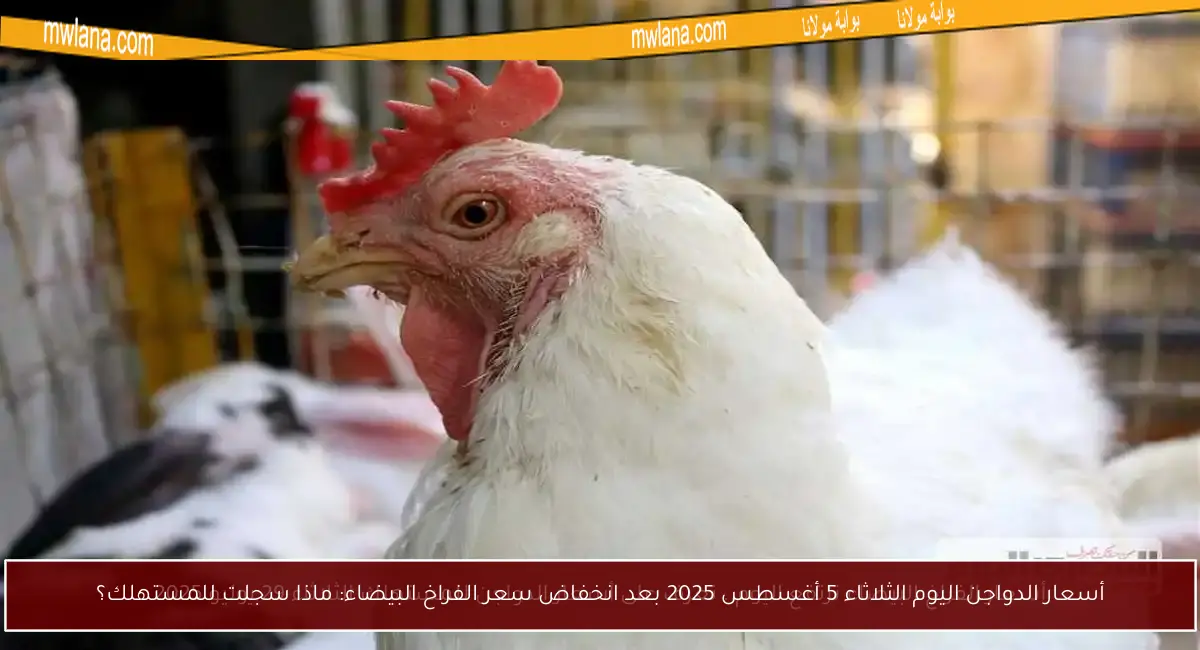 أسعار الدواجن اليوم الثلاثاء 5 أغسطس 2025 بعد انخفاض سعر الفراخ البيضاء: ماذا سجلت للمستهلك؟