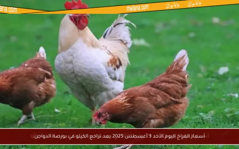 أسعار الفراخ اليوم الأحد 3 أغسطس 2025 بعد تراجع الكيلو في بورصة الدواجن