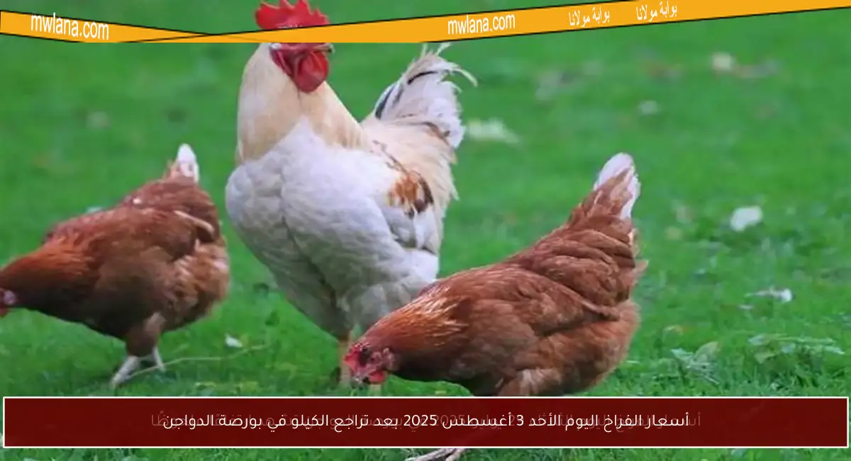 أسعار الفراخ اليوم الأحد 3 أغسطس 2025 بعد تراجع الكيلو في بورصة الدواجن